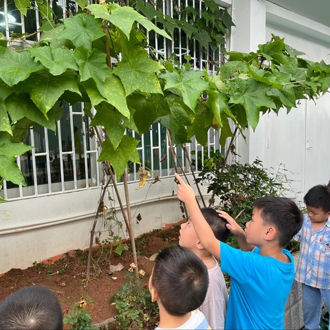 中一班第19周教学活动