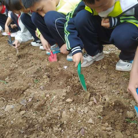 指尖沾泥点亮春天，亲近自然耕耘 希望——兰陵县第六小学四年级种             植基地实践活动