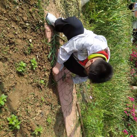 兰陵县第六小学四年级种植基地时光记录