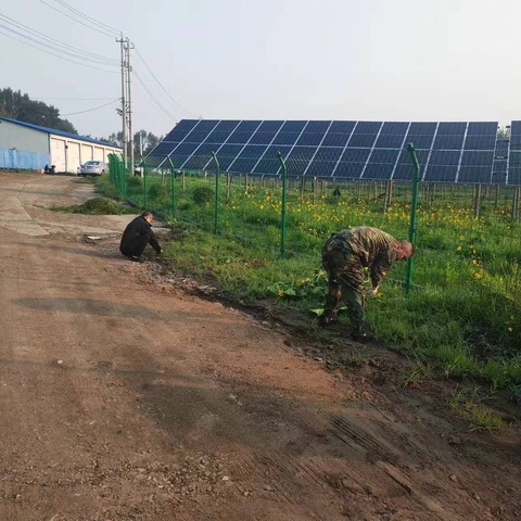 生活运输公司供热科除草行动