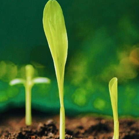 【课题动态】建构主义视域下幼儿园种植活动促进幼儿生命教育的实践研究课题之研究课活动纪实