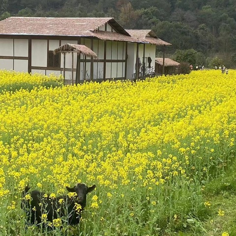 “趣探春天，发现春天”——吉州区保育院附属赣西堤分院春天主题系列活动