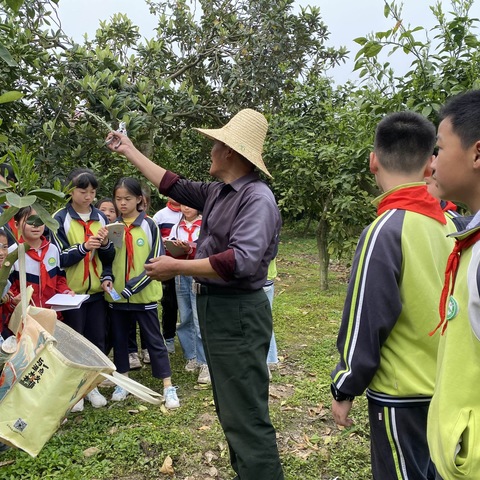 探索植物魅力，踏上科学之旅——吉安八中神岗山校区、曲濑镇上塘小学手拉手嫁接、育苗劳动实践活动