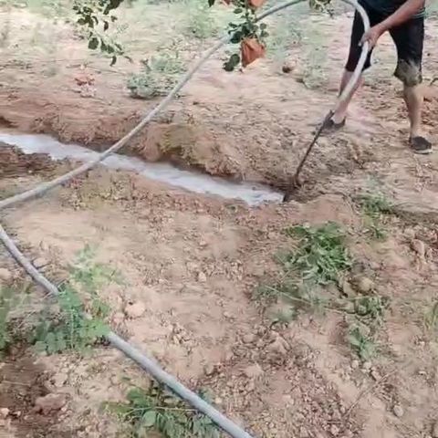 万花山镇夏季果树管理