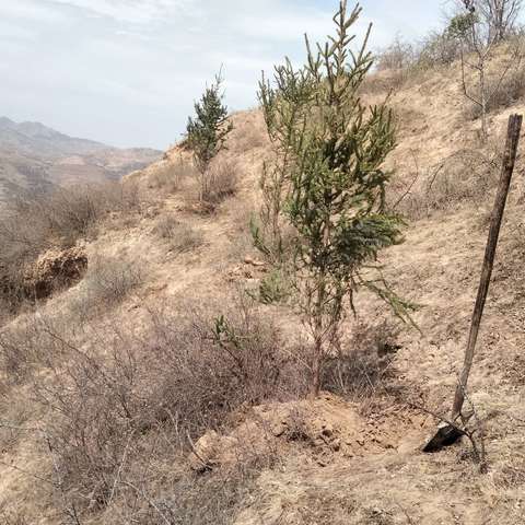 前人栽树后人乘凉