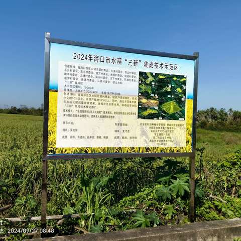 海口农技中心在东山镇举办2024年化肥减量增效项目水稻“三新”技术现场观摩培训会