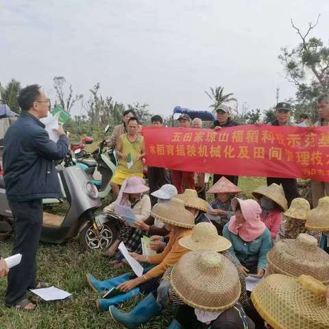 海口市农技中心在红旗镇举办水稻育插秧机械化及田间管理技术培训班