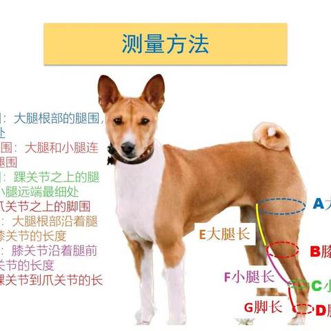 征衡宠护护具定制线上取模指引