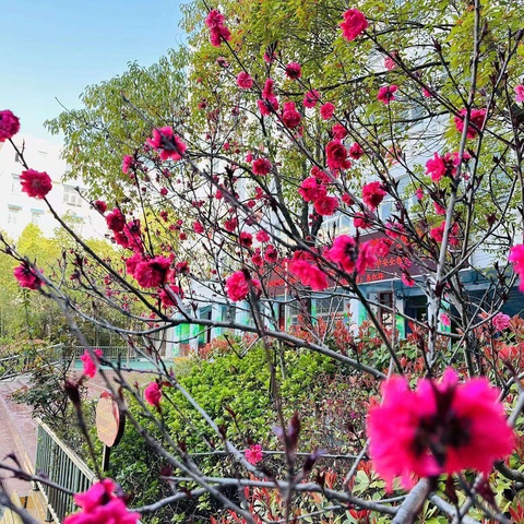 【润泽·三小·教务】沐明媚春光 赏教学花开——平桥区三小第十届校级优质课大赛暨高效课堂研讨活动（语文专场）