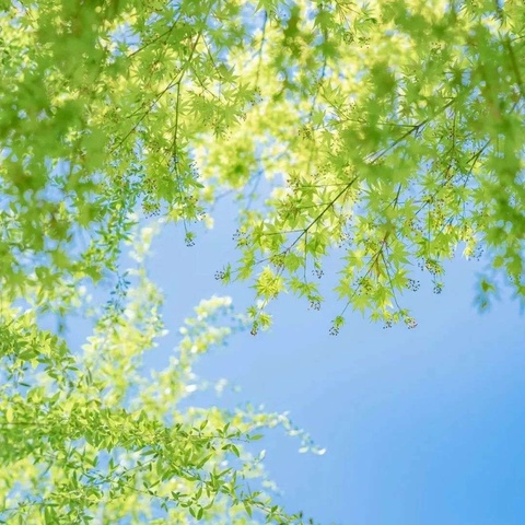 漫步诗歌乐园，静享诗意时光 ——洛阳市东方第四小学四年级语文创编诗歌活动​