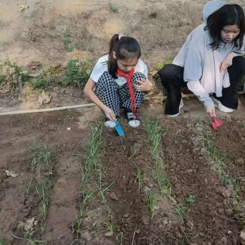 【劳动最光荣   实践出真知】—华山镇桃峪口小学校园劳动实践活动纪实