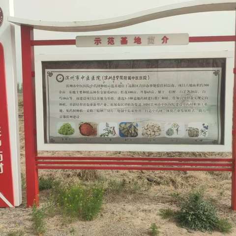 “中医文化进校园”——水落坡镇中心小学种植中草药传承中医文化