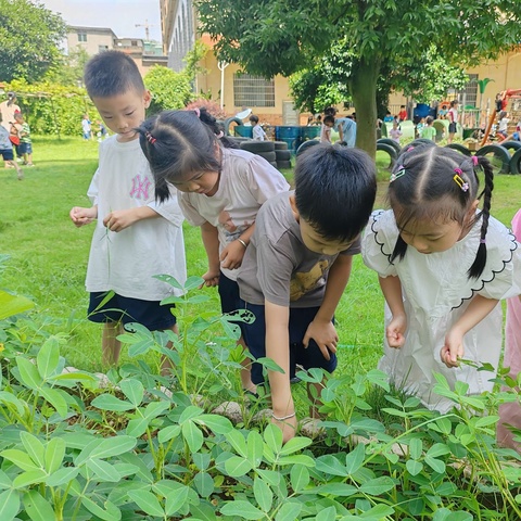 妙趣如花，好事“花”生 ——荔浦市蓝天四幼中一班班本课程《花生种植记》