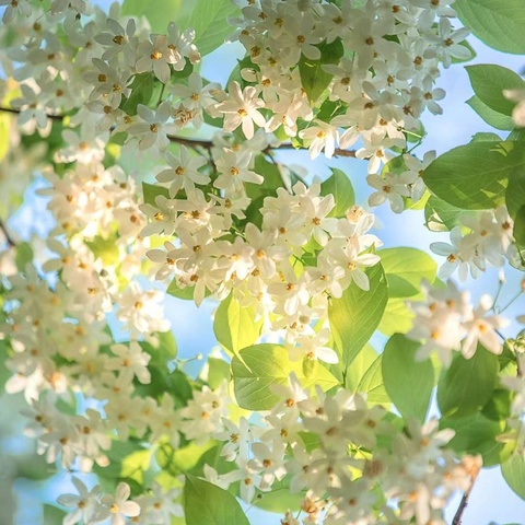 “春风有信，花开有期”幸福童星幼儿园大二班