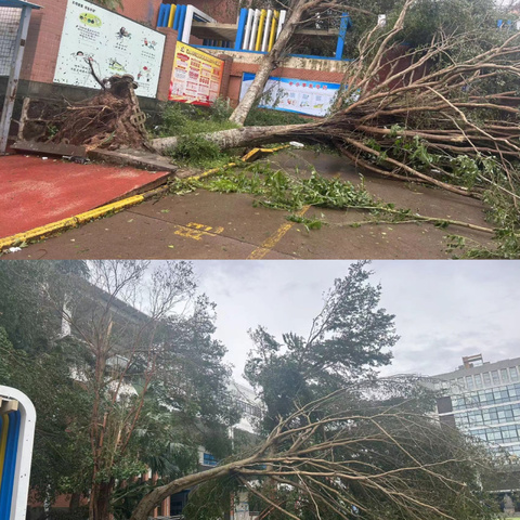 台风过后清隐患，齐心协力护校园