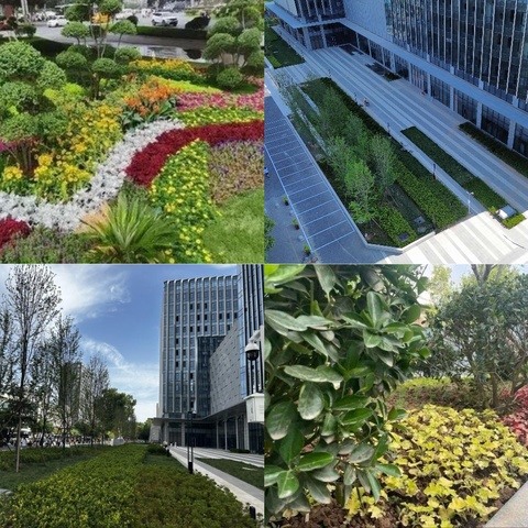 碑林城管： 高站位谋划绿色未来 精耕细作绘就生态画卷