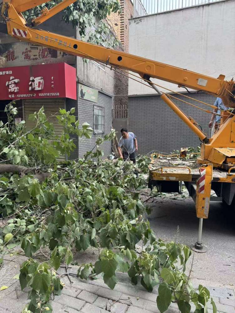 简篇-碑林城管局园林绿化队:伐除危树暖民心 安全护航显担当