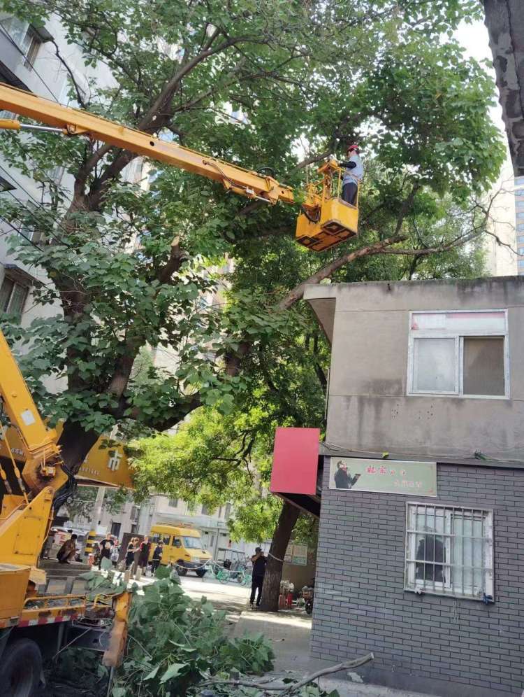 简篇-碑林城管局园林绿化队:伐除危树暖民心 安全护航显担当