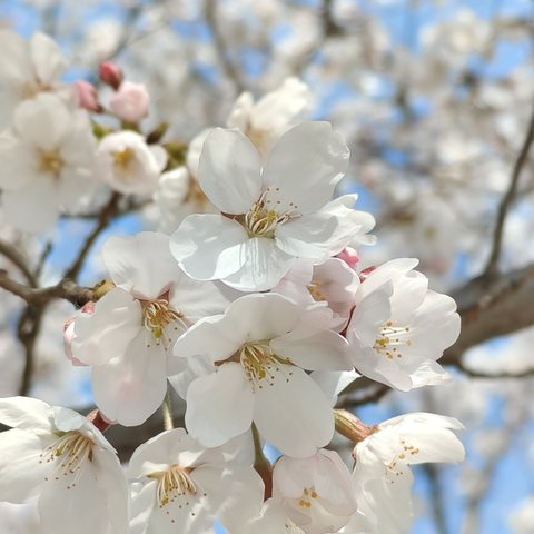 城北学校清明节放假——致家长的一封信