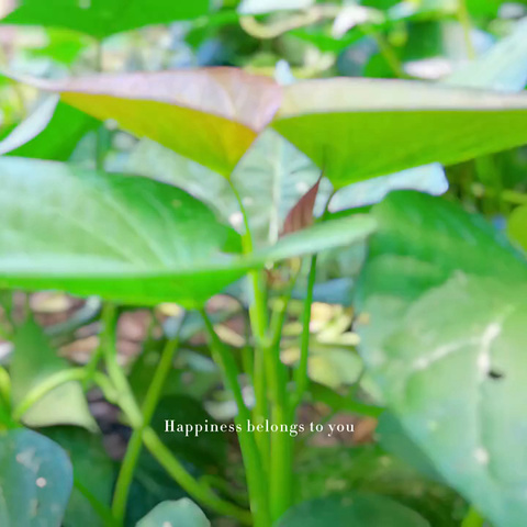 星光耀幼儿园中一班班本活动--“薯”你最甜