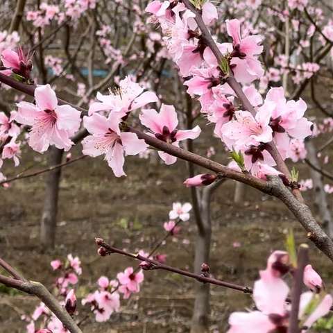 春光无限好，桃花灼灼开