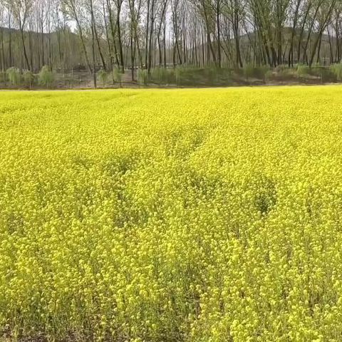 千亩金浪映洛水，油菜花开香满途