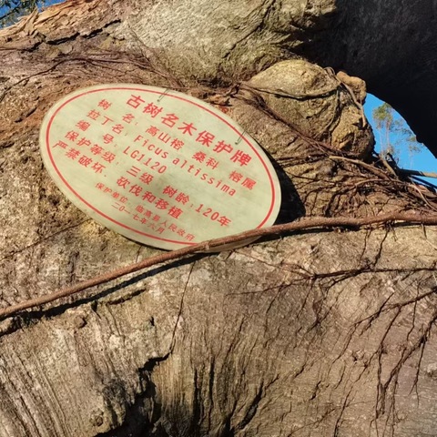 东英镇人民政府积极开展灾后古树救援工作