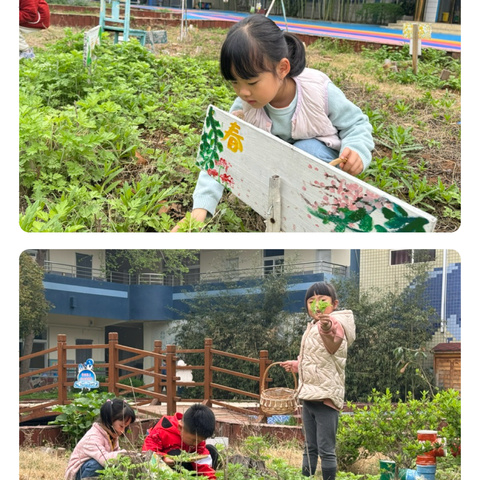 “艾草青青，青团飘香”-洛轴中心幼儿园中一班