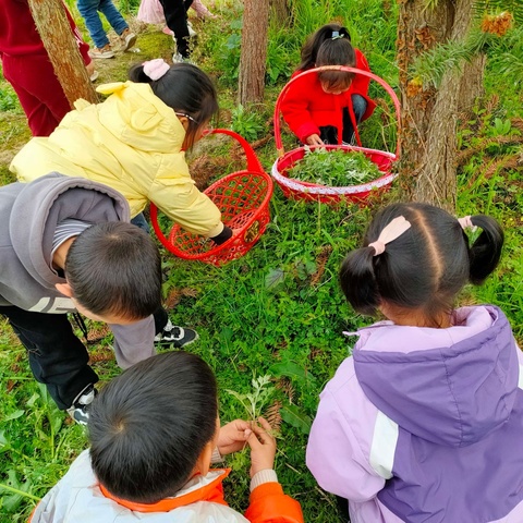 艾草青青，浓浓民俗情——荷塘乡希望幼儿园清明节“巧手做青团”