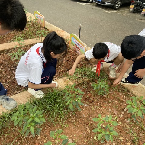 辣椒种植记实