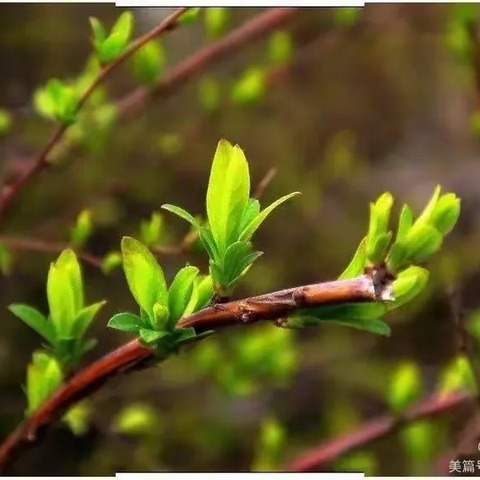 快乐寒假 遇见最好的自己——崔家庄镇三官庙中心小学六年级语文寒假学习成果