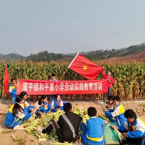 康平镇和平寨小学“掰玉米”劳动实践活动简报