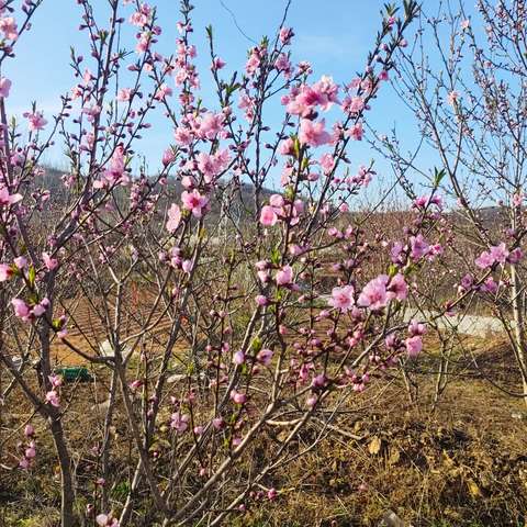 春日游前九条沟