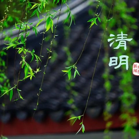 晴风吹柳絮，故人在心间——折枝菊花祭哀思（大三班清明节活动）