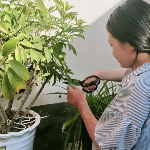 【观高 · 劳动教育】“人勤春来早，花木修剪忙” ——观上高级小学举行“春日树芽剪枝”活动