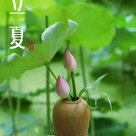 【夏早日初长，南风草木香】——镇安县幼儿园立夏节气主题活动