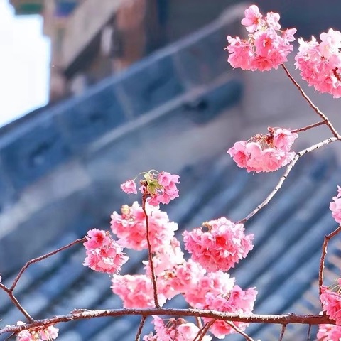 文明祭祀  倡树新风——市经济房中心工会致中心广大妇女姐妹及家庭倡议书