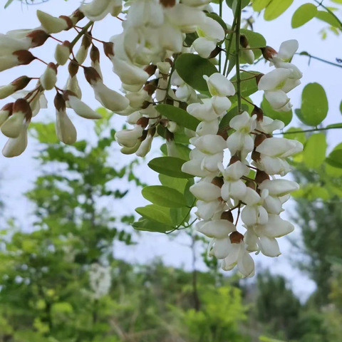 槐花飘香