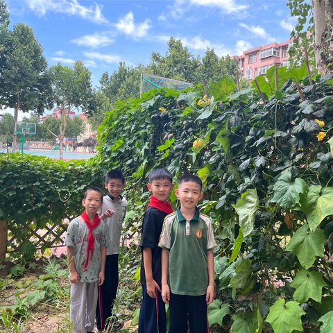 【简良小学】耕耘汗水，瓜果飘香——简良小学劳动实践基地大丰收