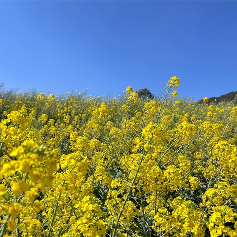 油菜花海觅春意   花海学堂留心间 ——禄劝县屏山小学油菜花研学活动