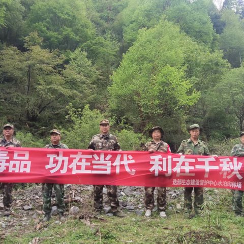 水泊沟林场禁种铲毒工作日报