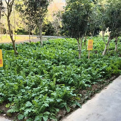 🌱 耕耘育心，收获成长——小平山镇第二小学“五育并举”之劳动实践纪实