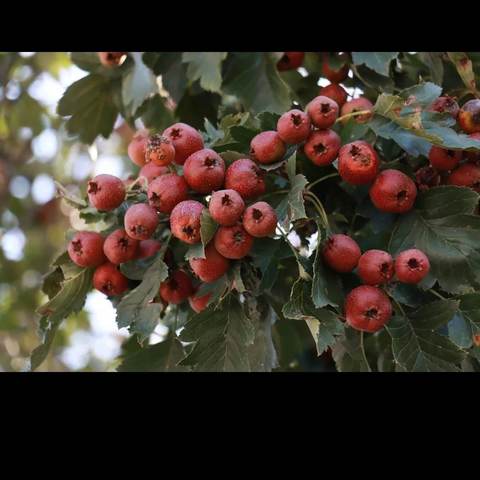 王佐小学“童心迎国庆  金秋庆丰收”主题系列活动