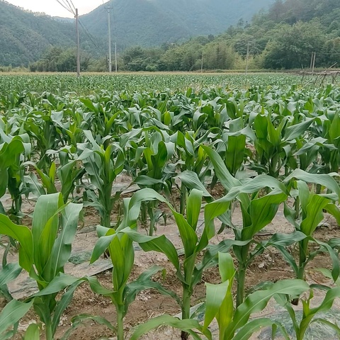 探鲜果访植源  感自然谢馈赠