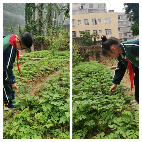 青团敬老兵，清廉在心间