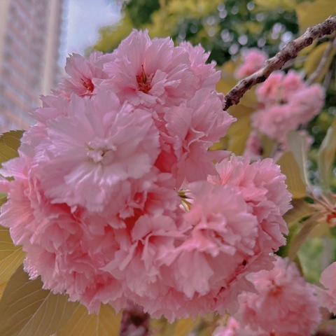 【把春天装进相框里～留住春日的美好🌸】纪实蒙氏一班艺术节主题活动