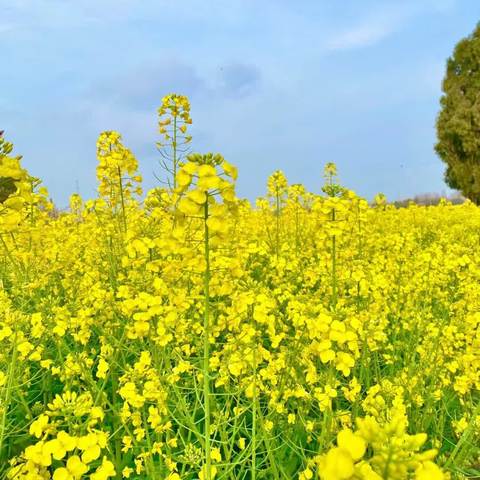 “走进春天，遇见油菜花＂一一一多彩幼儿园大班踏青活动