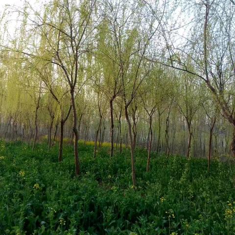 你知道在学习上也有慢驴效应吗