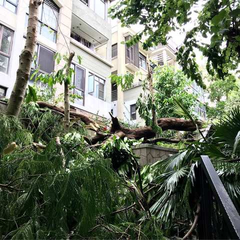 “山竹”后的圣莫丽斯花园