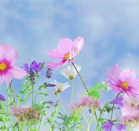 教育是一场美丽的修行——名师党玲芬和徐文祥做客商丘市八一路小学